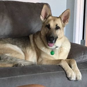 Meet your Posher, Robin